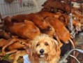 内娱狗崽最新爆料,明星隐私大揭秘